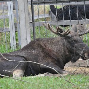 European elk/ Alces alces alces