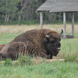 European wisent/ Bison bonasus