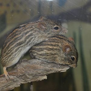 Zebra mouse/ Lemniscomys barbarus