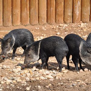 Collared peccary/ Pecari tajacu