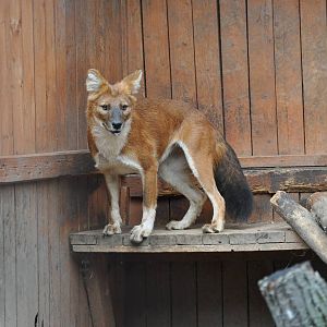 Dhole/ Cuon alpinus lepturus