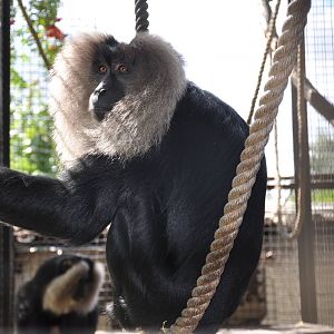 Lion-tailed macaque/ Macaca silenus