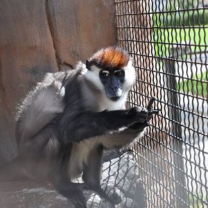 Sooty mangabey/ Cercocebus torquatus torquatus