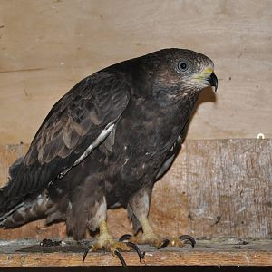 Honey buzzard/ Pernis apivorus