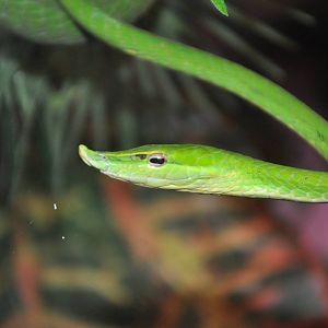Green tree snake/ Ahaetulla nasuta