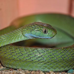 Green-eyed snake/ Boiga cyanea