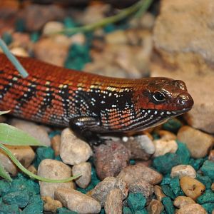Fernand`s skink/ Lygosoma fernandi