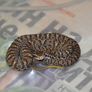 Ussuri mamushi/ Gloydius ussuriensis