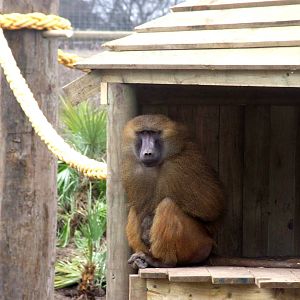 Guinea Baboon at Yorkshire WP, 01/04/13