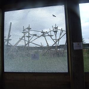 Leopard Viewing at Yorkshire WP, 01/04/13