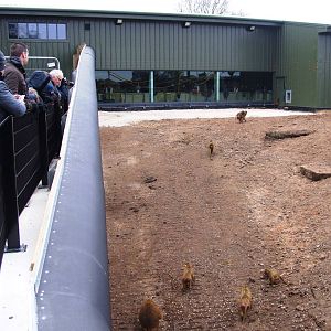 Guinea Baboon Enclosure at Yorkshire WP, 01/04/13