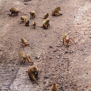 Guinea Baboons at Yorkshire WP, 01/04/13