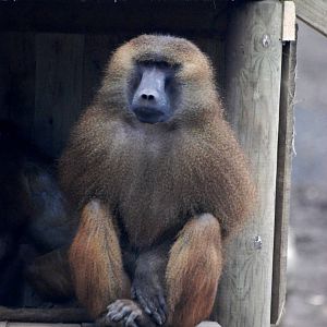 Guinea Baboon at Yorkshire WP, 01/04/13