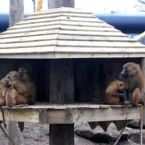 Guinea Baboons at Yorkshire WP, 01/04/13