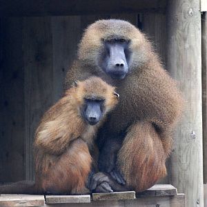 Guinea Baboons at Yorkshire WP, 01/04/13