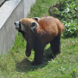Red panda/ Ailurus fulgens fulgens