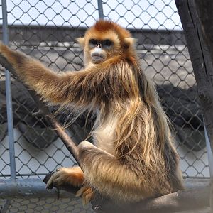 Chinese snub-nosed monkey/ Rhinopithecus roxellana