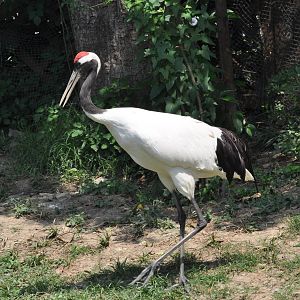 Manchurian crane/ Grus japonensis
