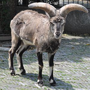 Bharal/ Pseudois nayaur