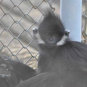 Francois` monkey/ Trachypithecus francoisi