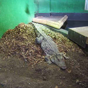 Nesting female Siamese Crocodile
