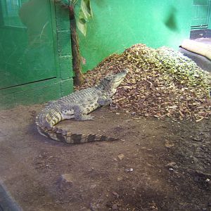 Nesting female Siamese Crocodile
