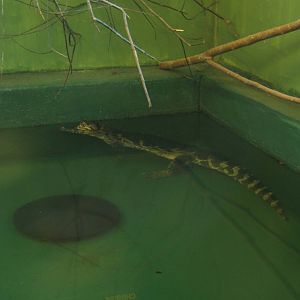 Yacare Caiman
