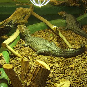 Cuviers Dwarf Caiman