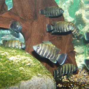 Spotted Tilapia (Tilapia mariae)