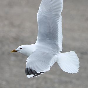 common gull