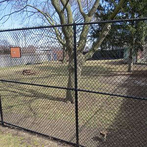 New dingo yard (former wild dogs/cranes)