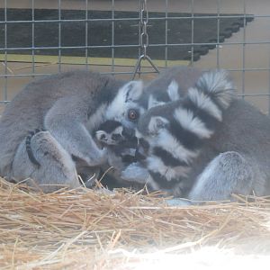 1 of the baby ring-tailed