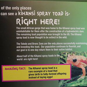 Kihansi Spray Toad Signage