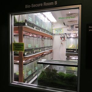 Kihansi Spray Toad Biolab