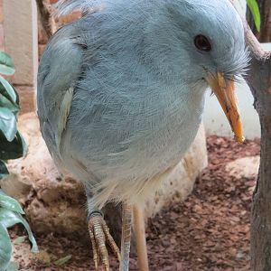 Kagu