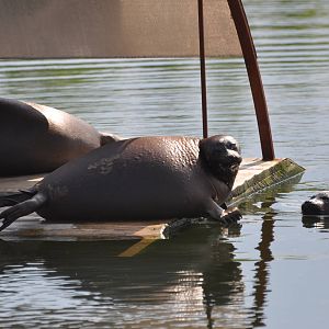 Baikal seal/ Pusa sibirica