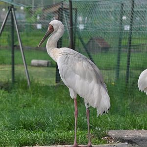 Siberian white crane/ Grus leucogeranus