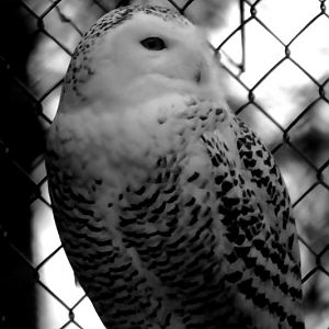 snowy owl