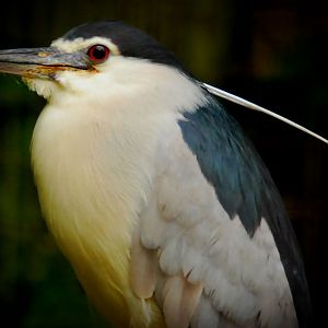 night heron