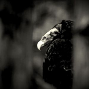 Turkey vulture