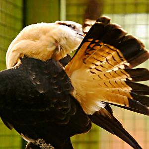 yellow headed caracara