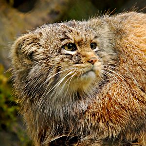 pallas cat