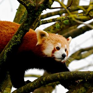 Red Panda