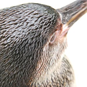 Juve Humboldt Penguin