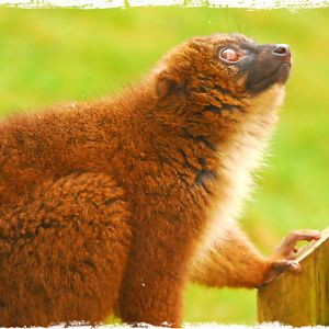 Red Bellied Lemur