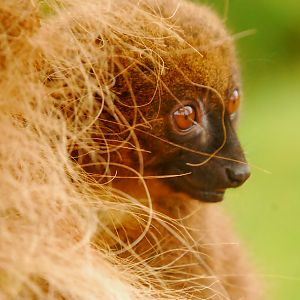 Red Bellied Lemur