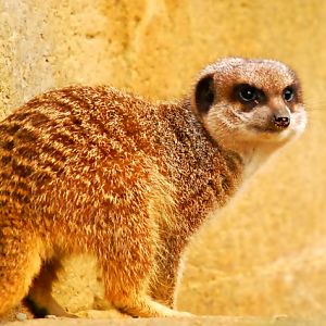 Meerkat
