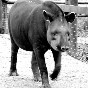 Brazilian Tapir