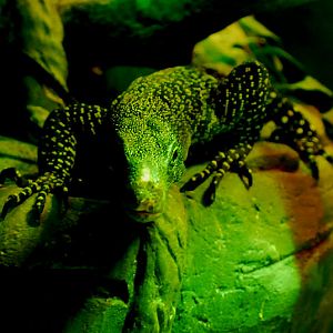 POLO, crocodile Monitor