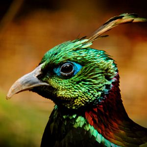 Himalayan Monal, male